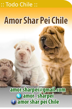 Amor Shar Pei Chile