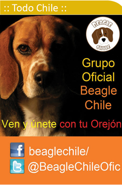 Grupo oficial Beagle