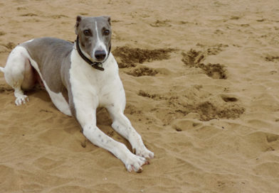 El Ladrido del Maltrato: Corriendo para Salvar a los Galgos