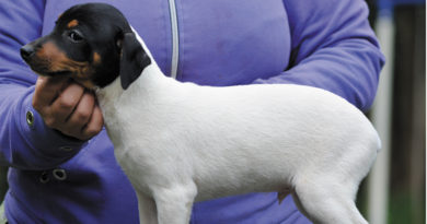 Más Allá del Cazador de Tierra: La Versatilidad de Nuestro Terrier Chileno