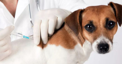 De Perros y Gatos: Calendario de Vacunación